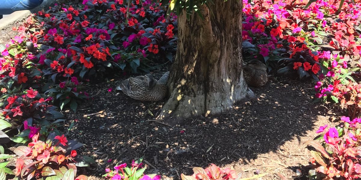 Two ducks sleeping in a flower bed in Magic Kingdom Park at Walt Disney World Resort.