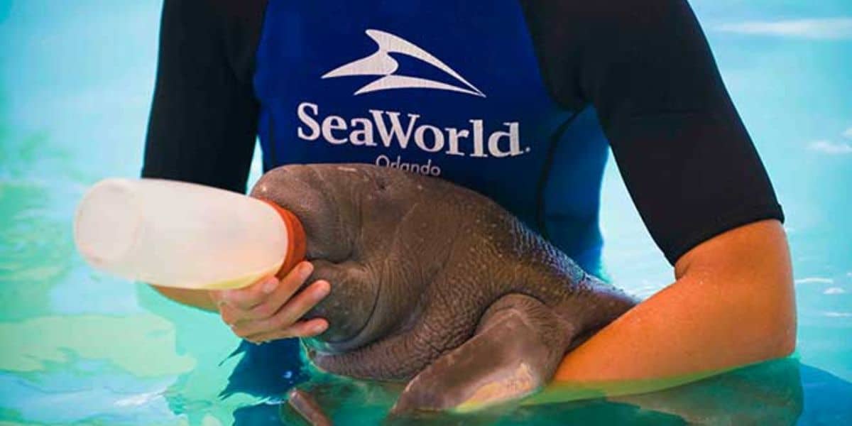 SeaWorld worker feeds a baby manatee