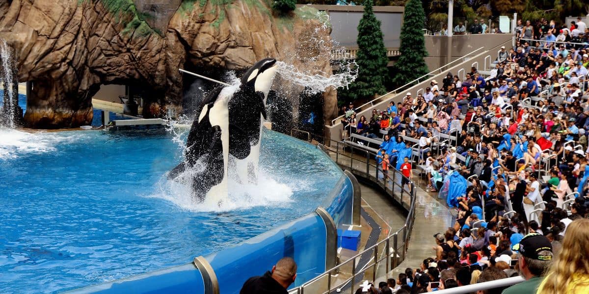 Killer whales jump out of the water at SeaWorld San Diego