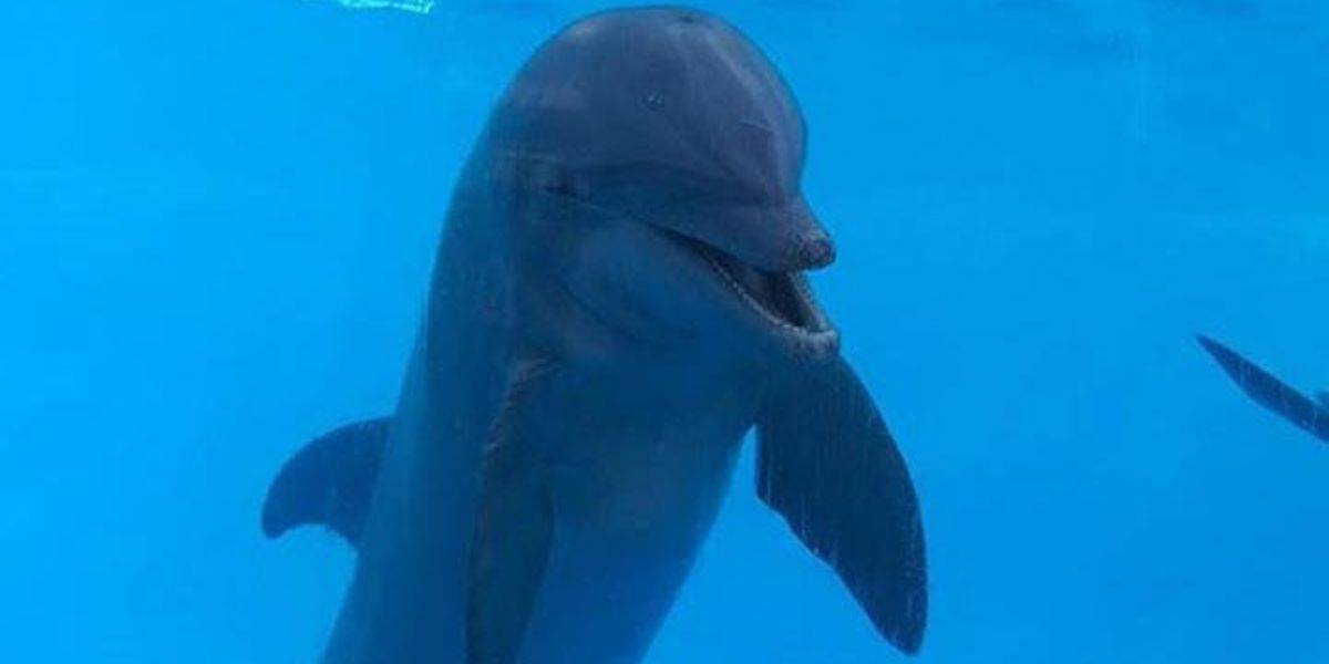 A dolphin swims gracefully in clear blue water at Florida theme park Gulf World Marine Park, facing the camera with its mouth slightly open, giving the appearance of a smile. Its fins are visible, and the sunlight gently reflects off the water's surface.