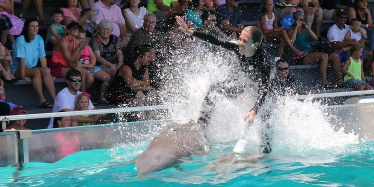 A trainer in a black wetsuit rides a dolphin, making a splash in a large pool. An audience watches from tiered seating in the background. The scene captures a lively dolphin show.