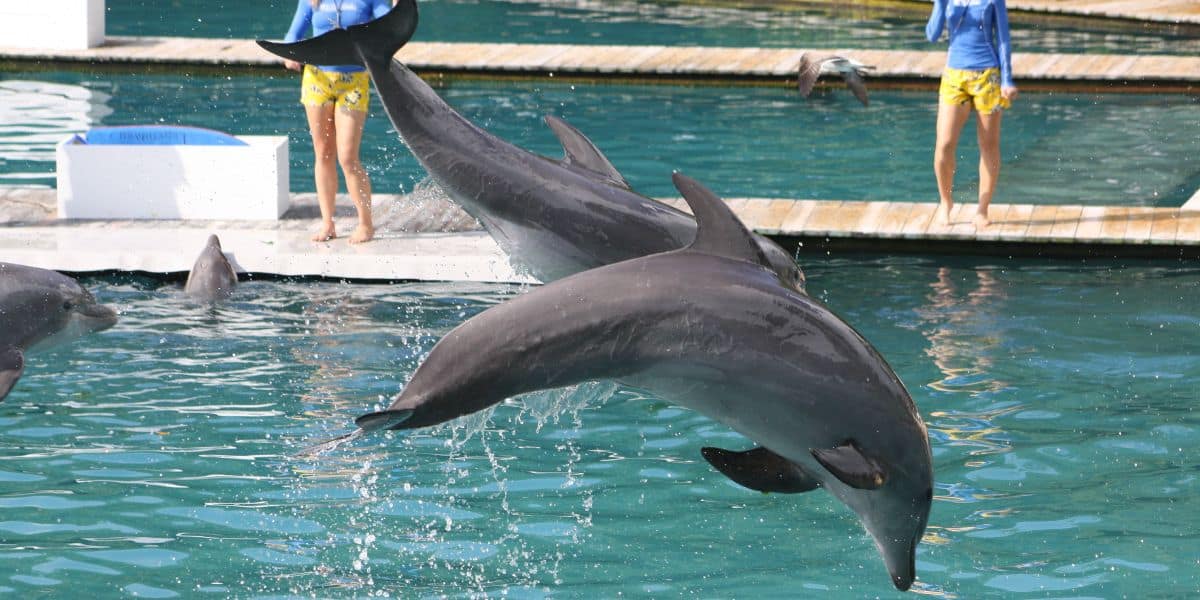 Dolphins at Miami Seaquarium