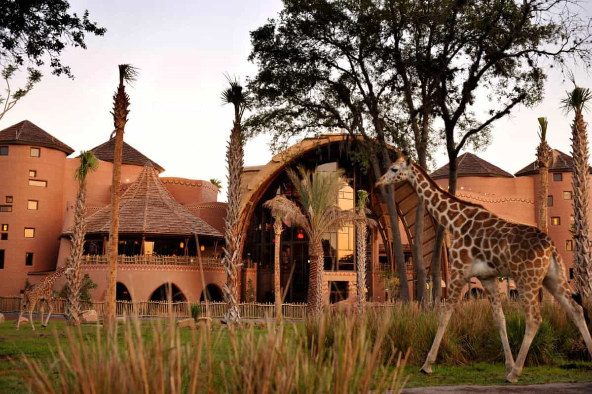 giraffe outside animal kingdom lodge