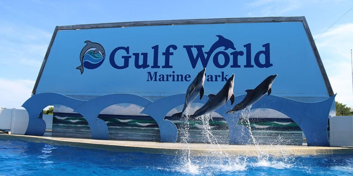 Three dolphins leap in unison above a pool in front of a "Gulf World Marine Park" sign at the Florida theme park of the same name.