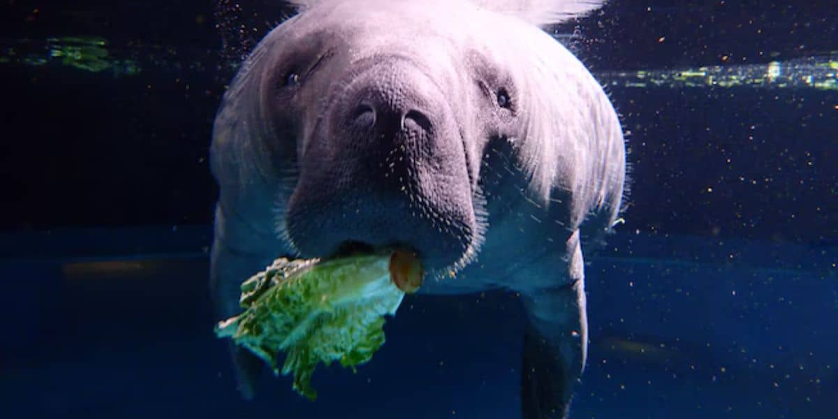 A manatee is shown underwater, swimming towards the camera holding a piece of lettuce in its mouth. The background is dimly lit with a hint of light streaming from above. The orphaned manatee's facial features and the texture of its skin are clearly visible, evoking a sense of serene beauty.