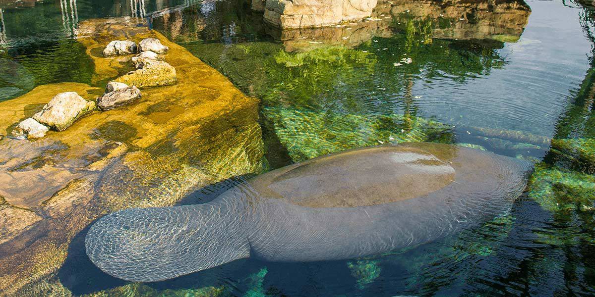 Manatee in rehab center at SeaWorld Orlando