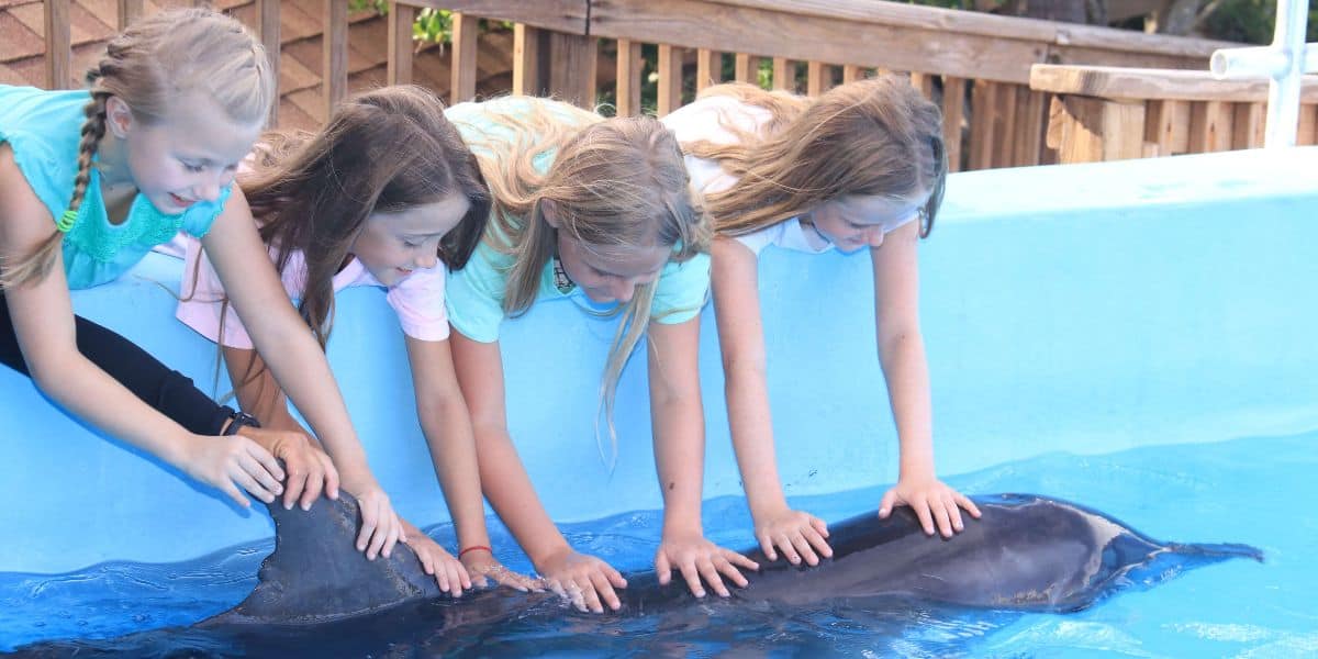 Four children lean over the edge of a pool at Florida theme park Gulf World Marine Park, excitedly touching a dolphin in the water. The setting appears to be an outdoor aquarium or a marine animal exhibit.