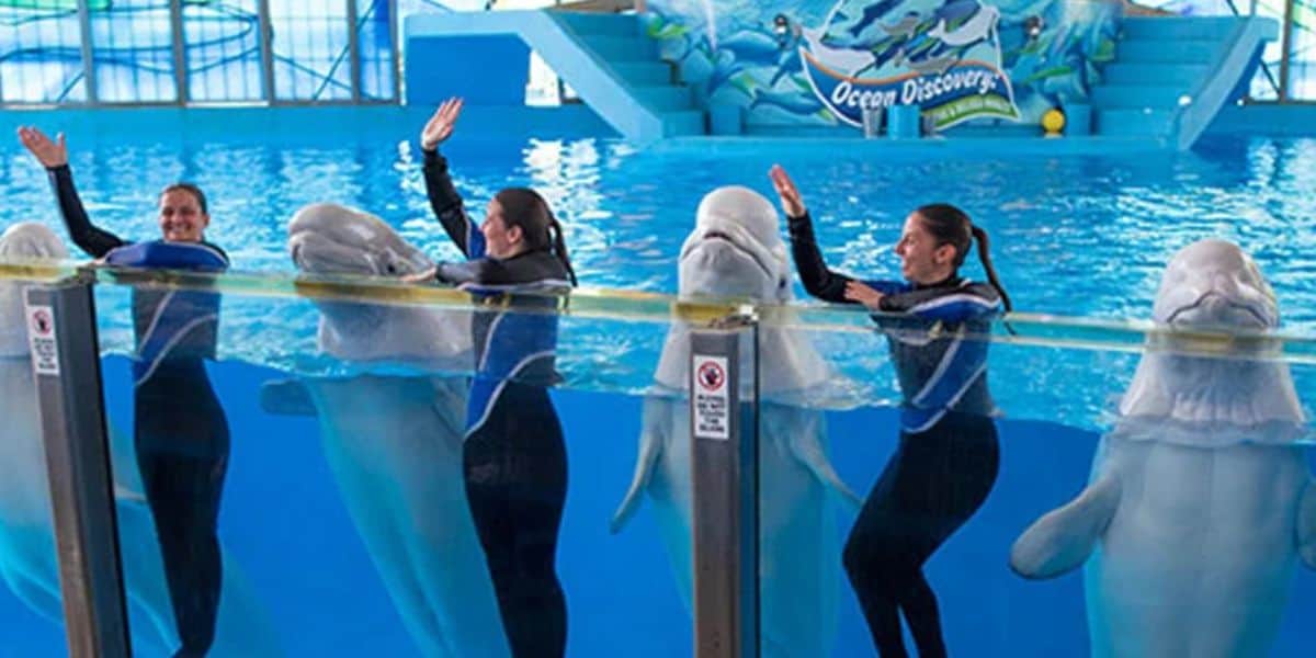 Three trainers, each accompanied by a beluga whale, wave at the audience in a brightly lit aquarium setting. The trainers and whales are partially submerged in the clear blue water, standing behind a glass barrier with an "Ocean Discovery" sign in the background at SeaWorld San Antonio.