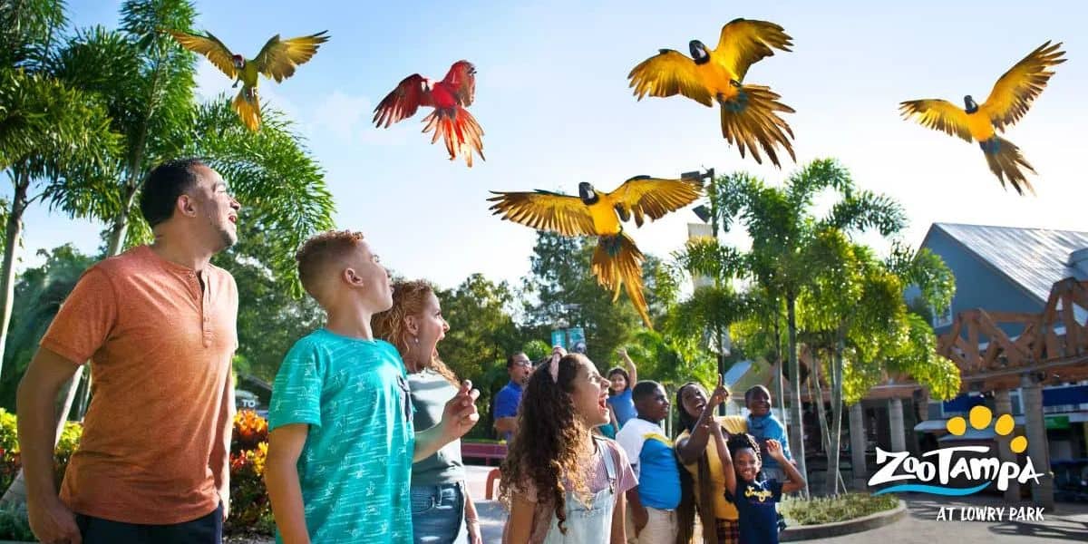 A group of people at ZooTampa watches colorful parrots flying overhead. The sky is clear and the scene is lively, with children and adults looking up in amazement. The Florida zoo logo is visible in the corner.