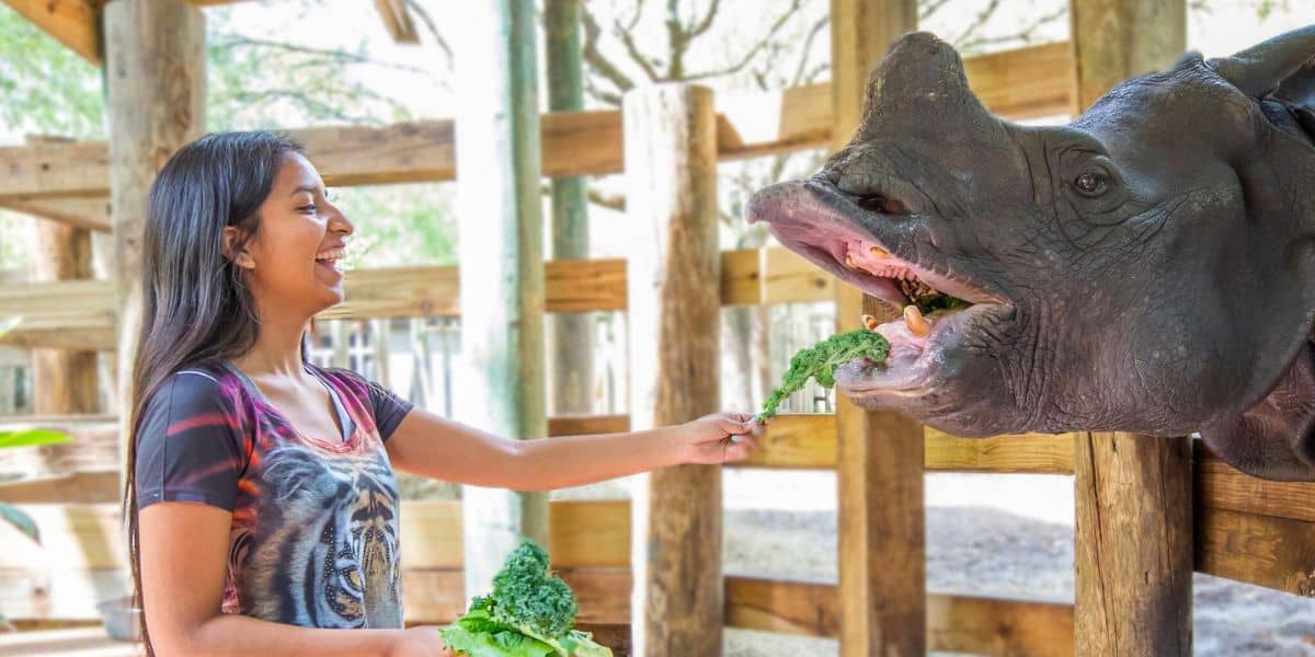 A woman joyfully feeds a rhino some leafy greens at a zoo. The rhino, inside a wooden enclosure, eagerly reaches for the food with its mouth open. Natural light illuminates the scene, creating a warm and lively atmosphere at this Florida zoo.