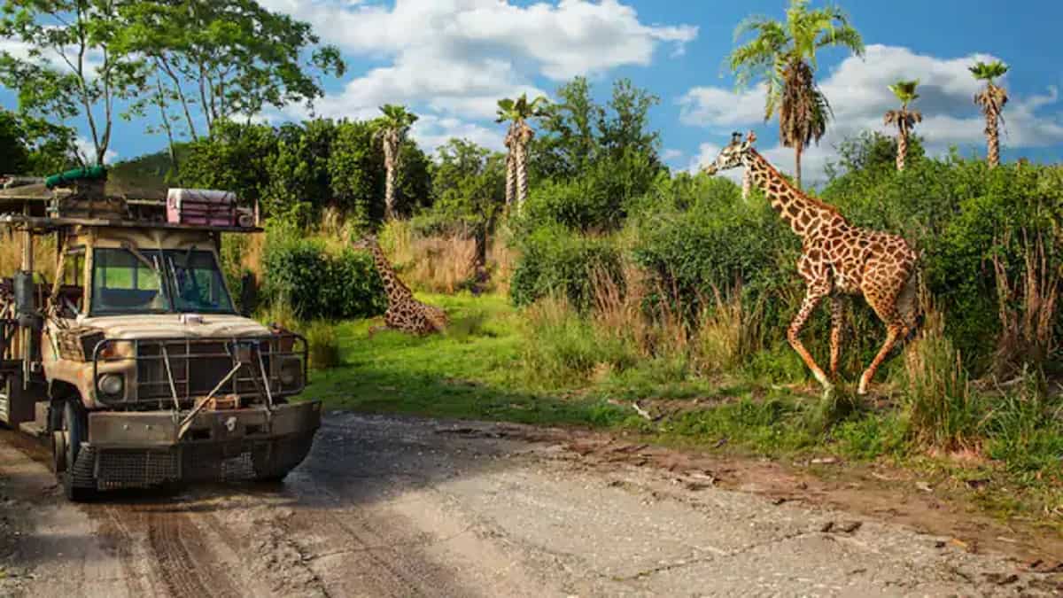 animal kingdom kilimanjaro safari with giraffe