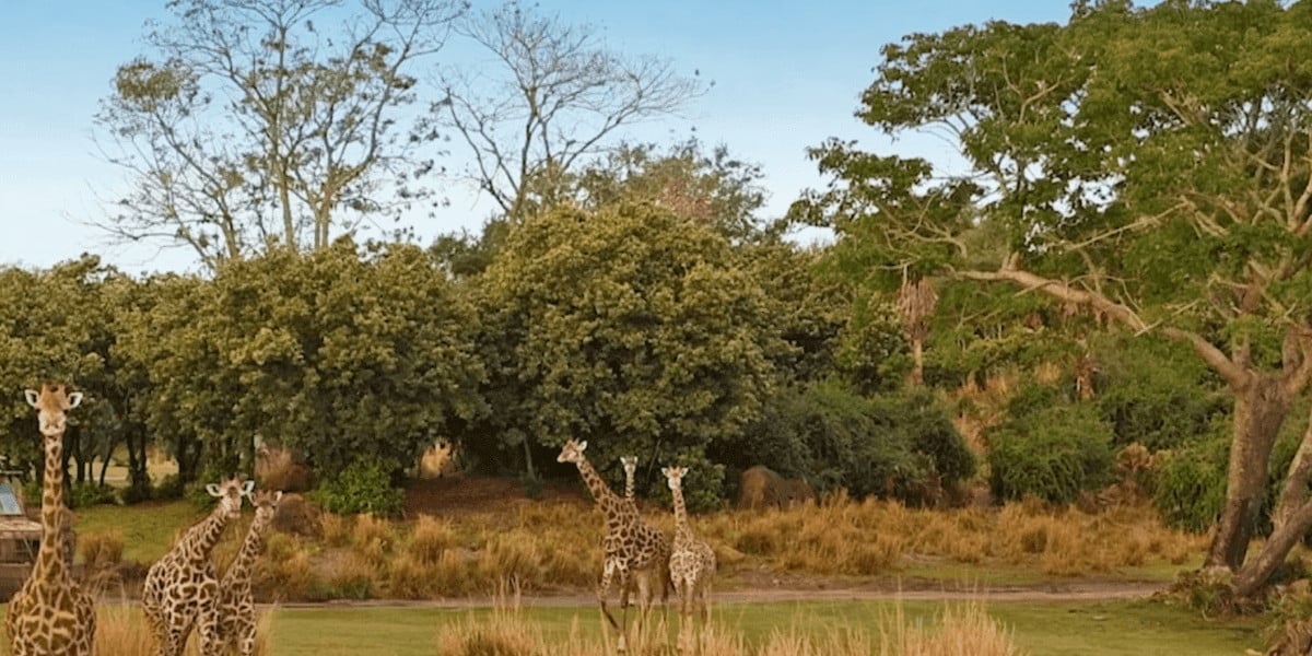 Giraffes at Disney World's Kilimanjaro Safaris