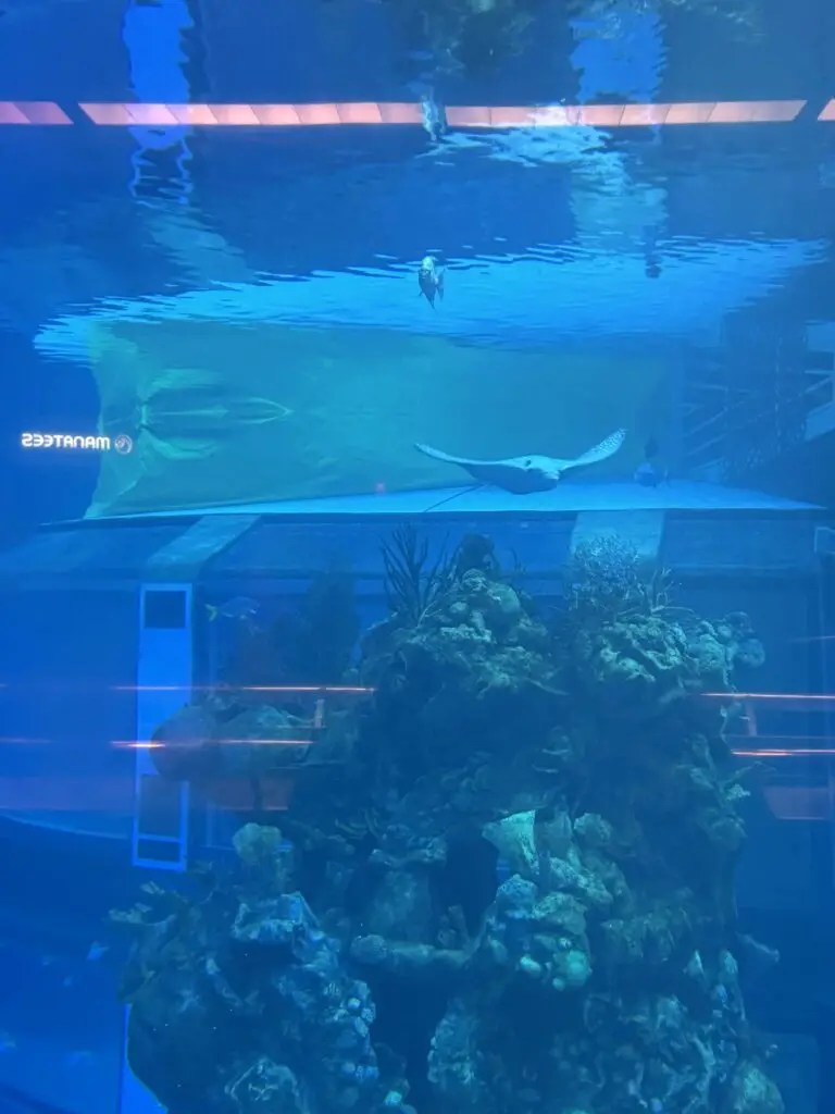 dolphin tank