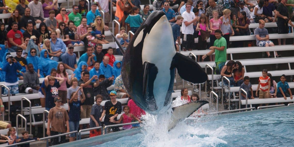 Corky jumps into the air from the water at SeaWorld San Diego