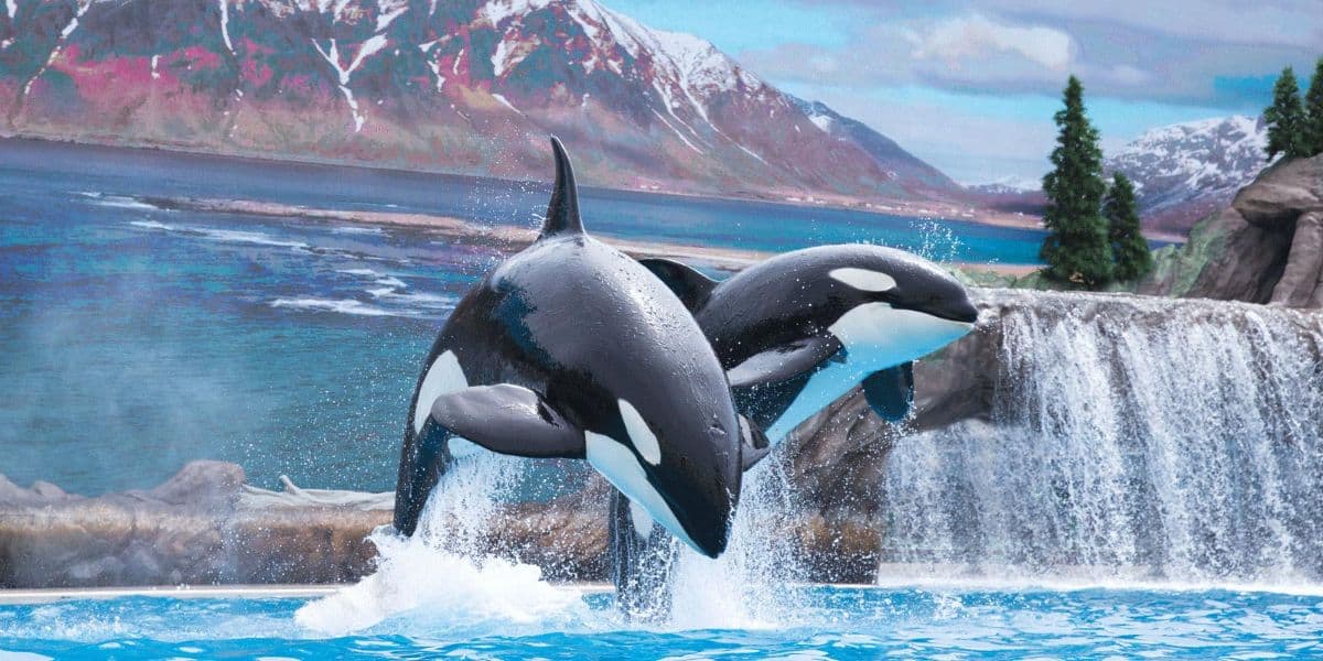 Killer whales during Orca Encounter at SeaWorld Orlando, near Universal.