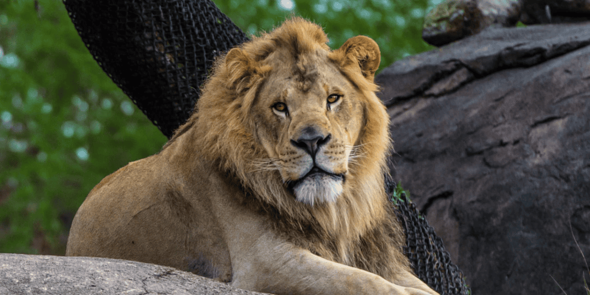 A majestic lion with a rich mane sits gracefully atop a rock, gazing intently into the distance amidst a natural, verdant background.