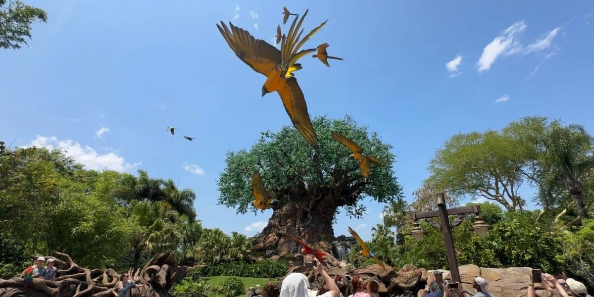 A picture from the breathtaking show Animal Encounters: Winged Encounters – The Kingdom Takes Flight at Disney's Animal Kingdom