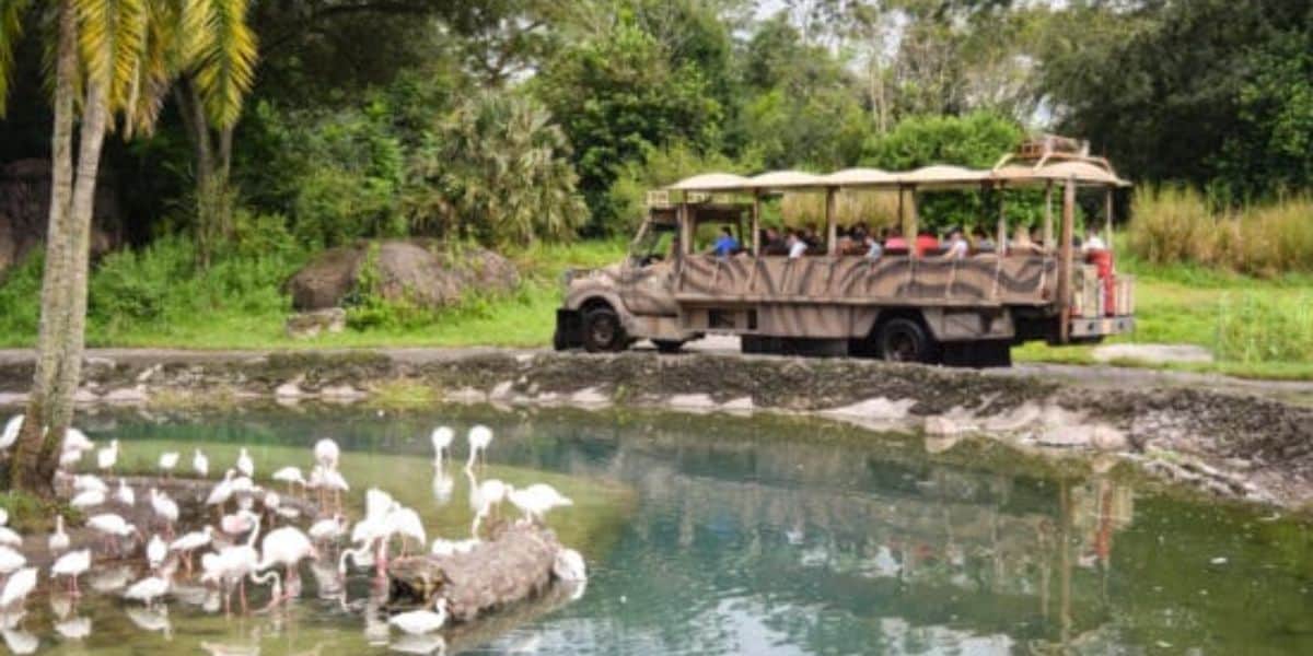 The Kilimanjaro Safaris flamingo area.