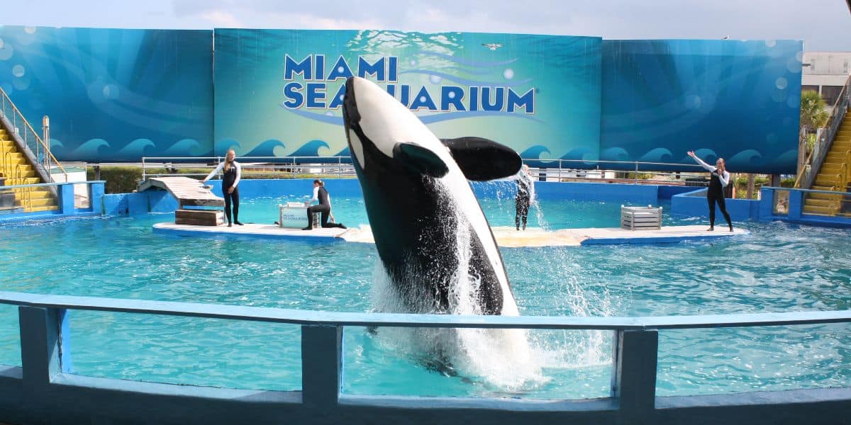 Tokitae performing as Lolita at Miami Seaquarium