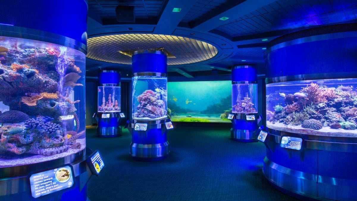 An aquarium exhibit at EPCOT features multiple tanks at the Seas with Nemo and Friends