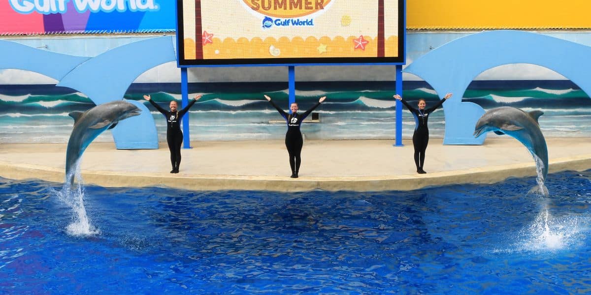 Three performers in wetsuits stand on a platform with their arms raised, each accompanied by a dolphin leaping out of the water. A large screen in the background displays "SPLASH SUMMER Gulf World." The setting is an aquatic show.