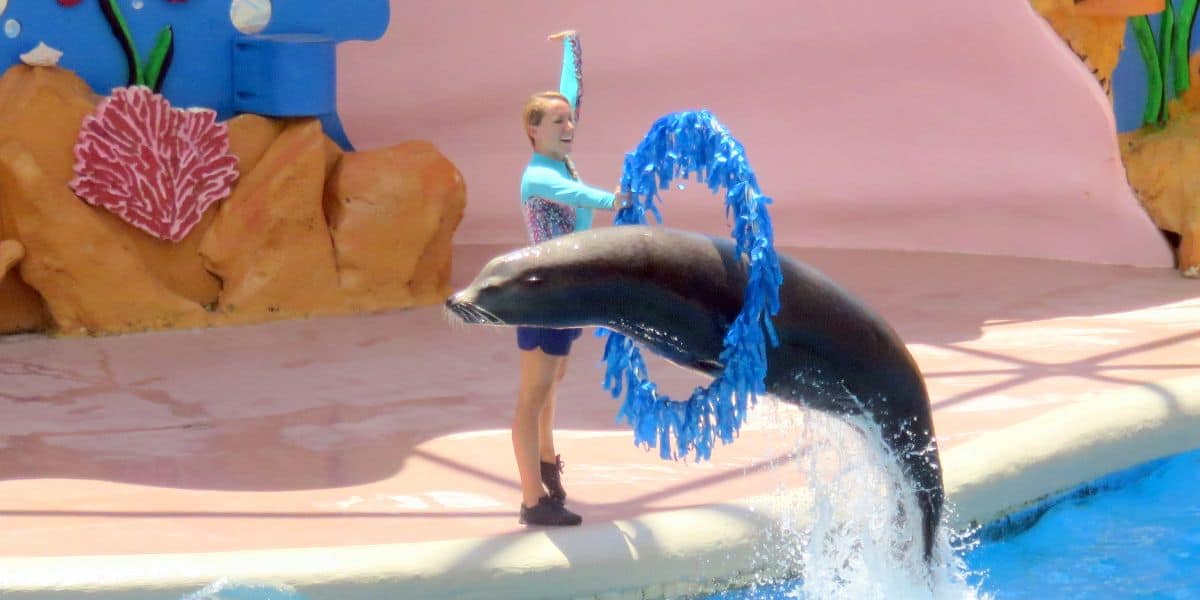 Sea lion jumps through hoop