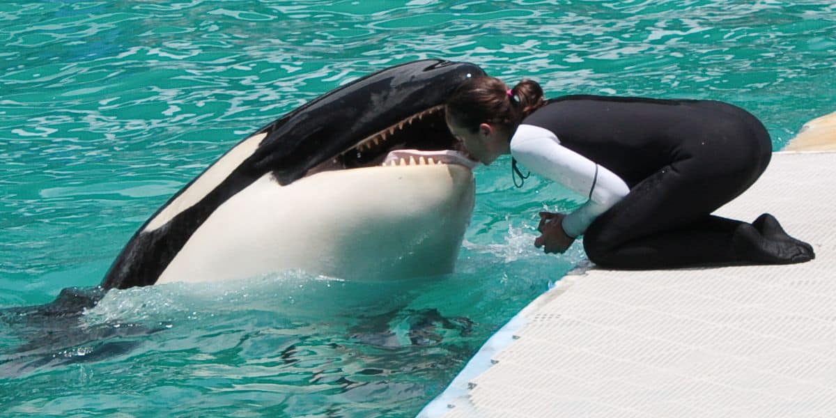 Tokitae killer whale and trainer at Miami Seaquarium